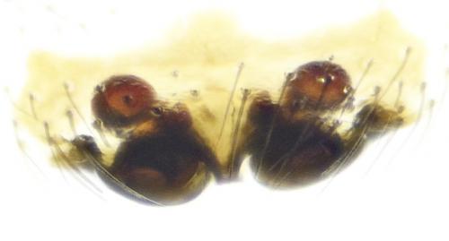 Réf. 201 021 : Hylyphantes nigritus
